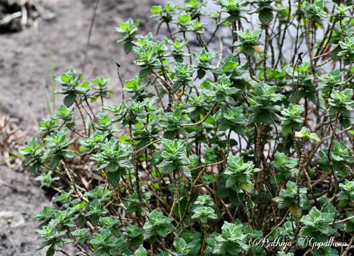 Strobilanthes gardneriana (Nees) T.Anderson